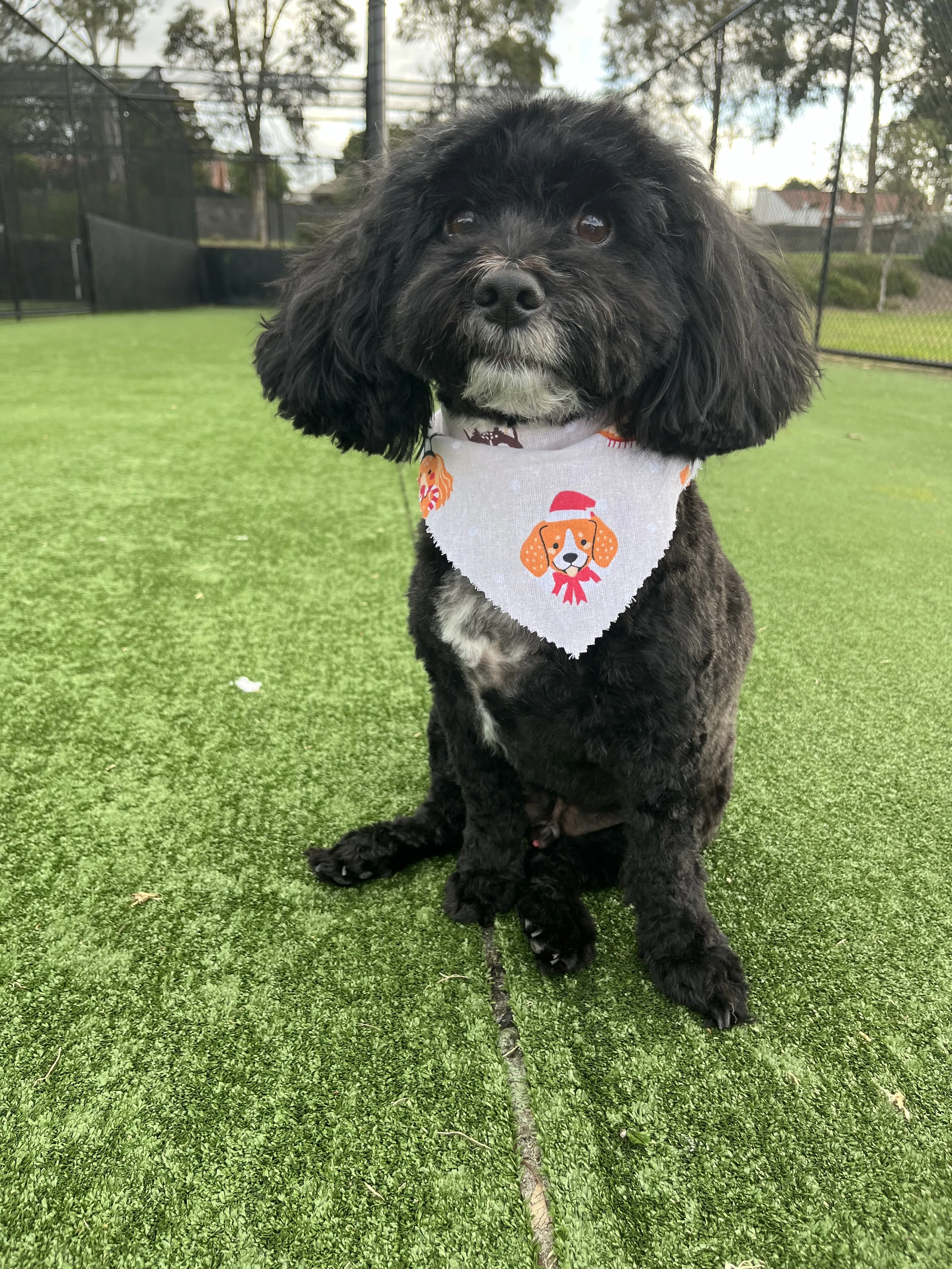 Freshly groomed black cavoodle on turf with festive bandana
