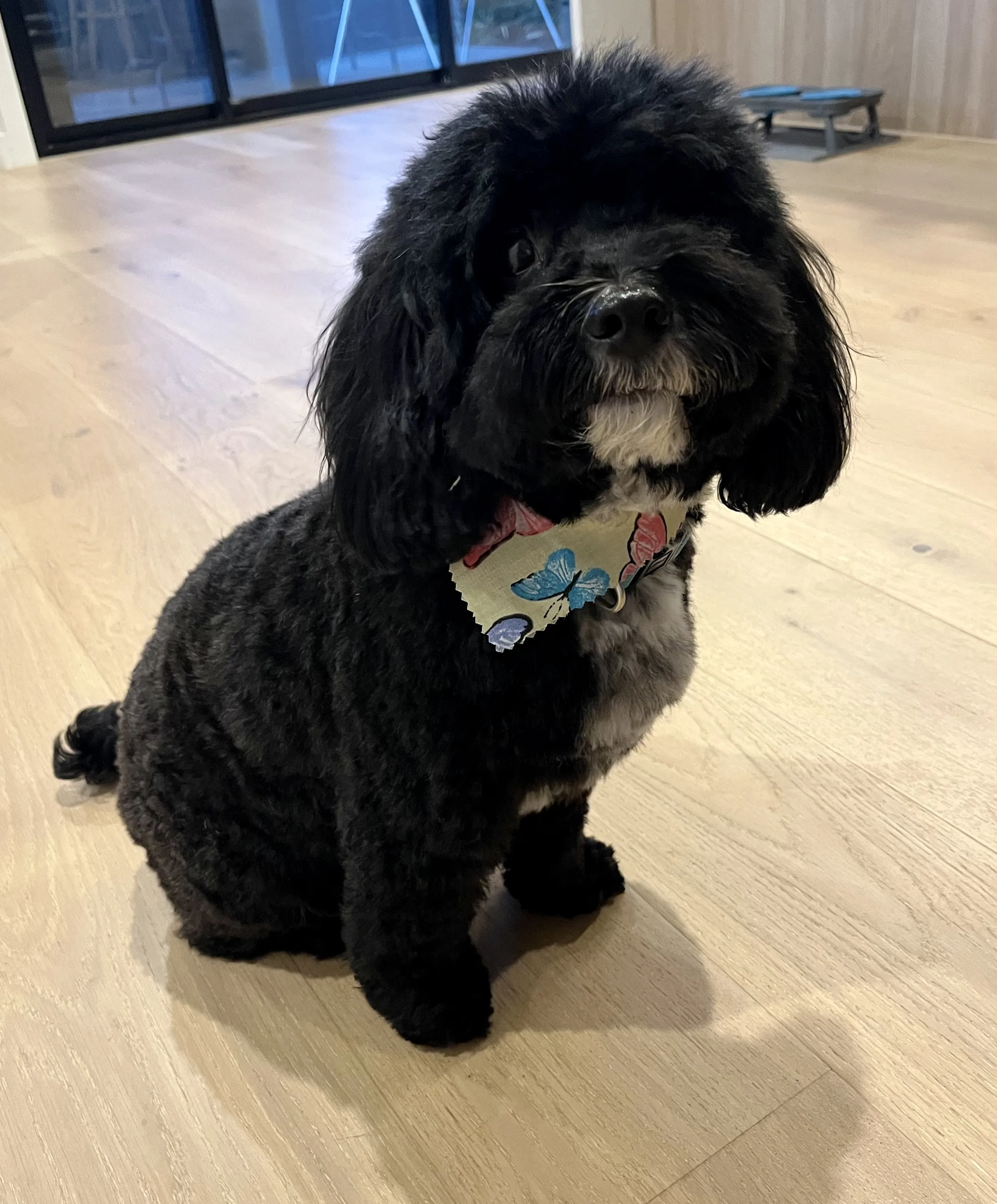 Freshly groomed black cockapoo on a pale-timber grooming platform with butterfly bandana