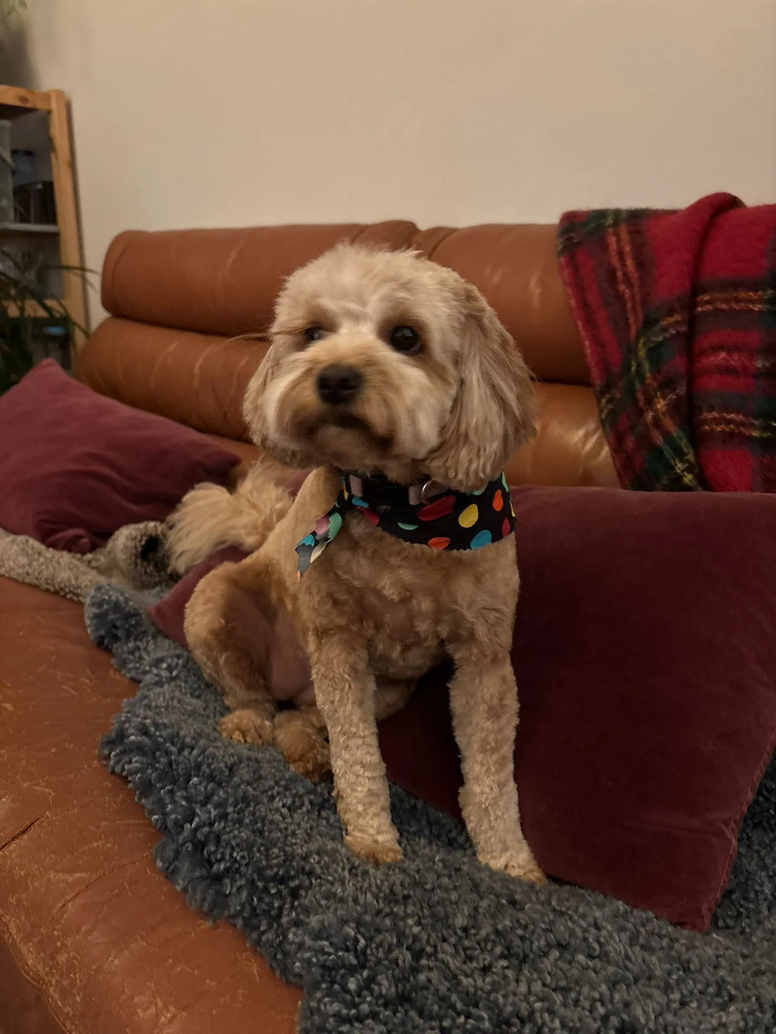 Freshly groomed apricot cavoodle on a tan leather couch with spotty bandana in warm evening light