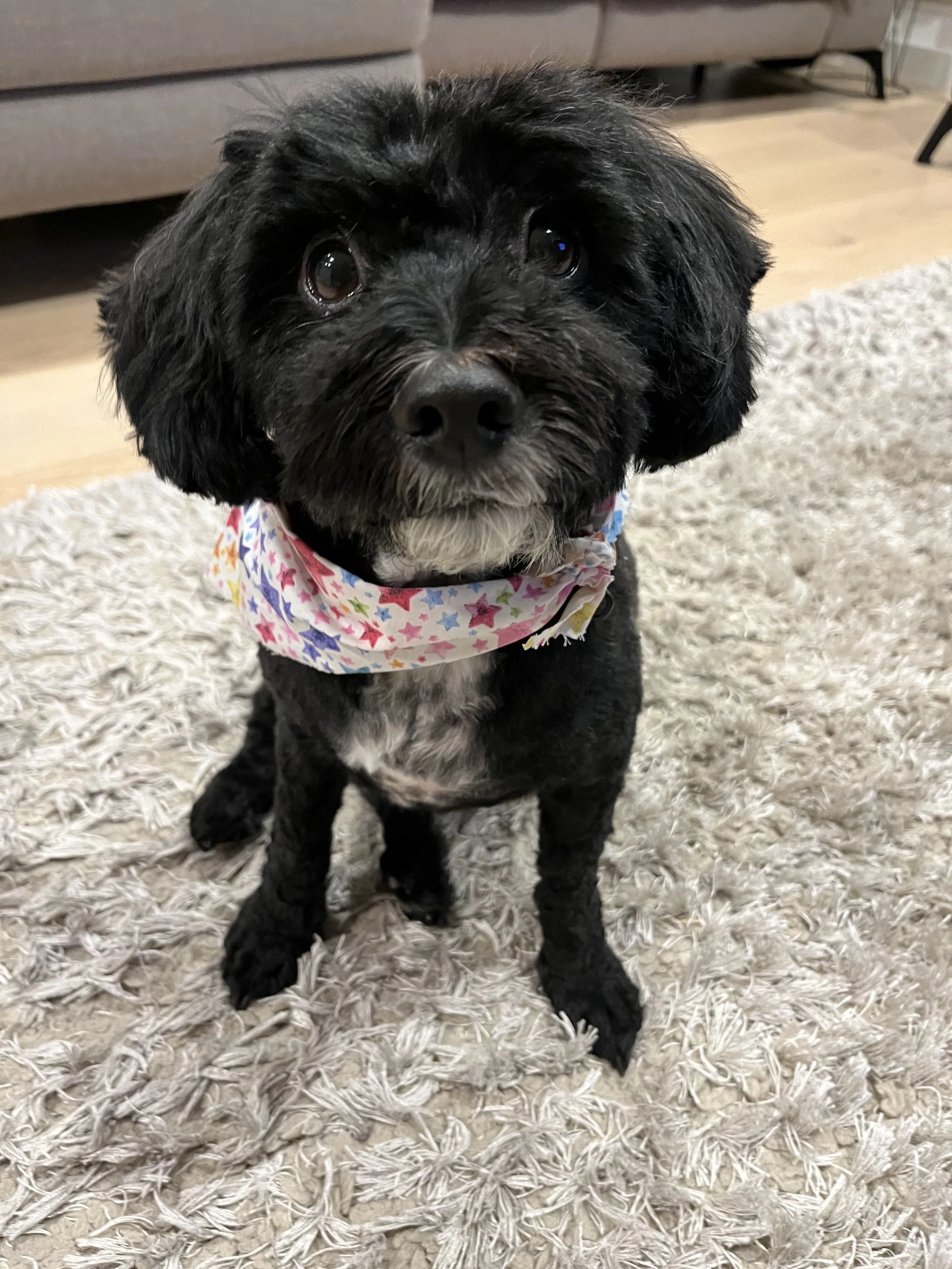 Freshly groomed black cavoodle on a grey shag rug with star-print bandana