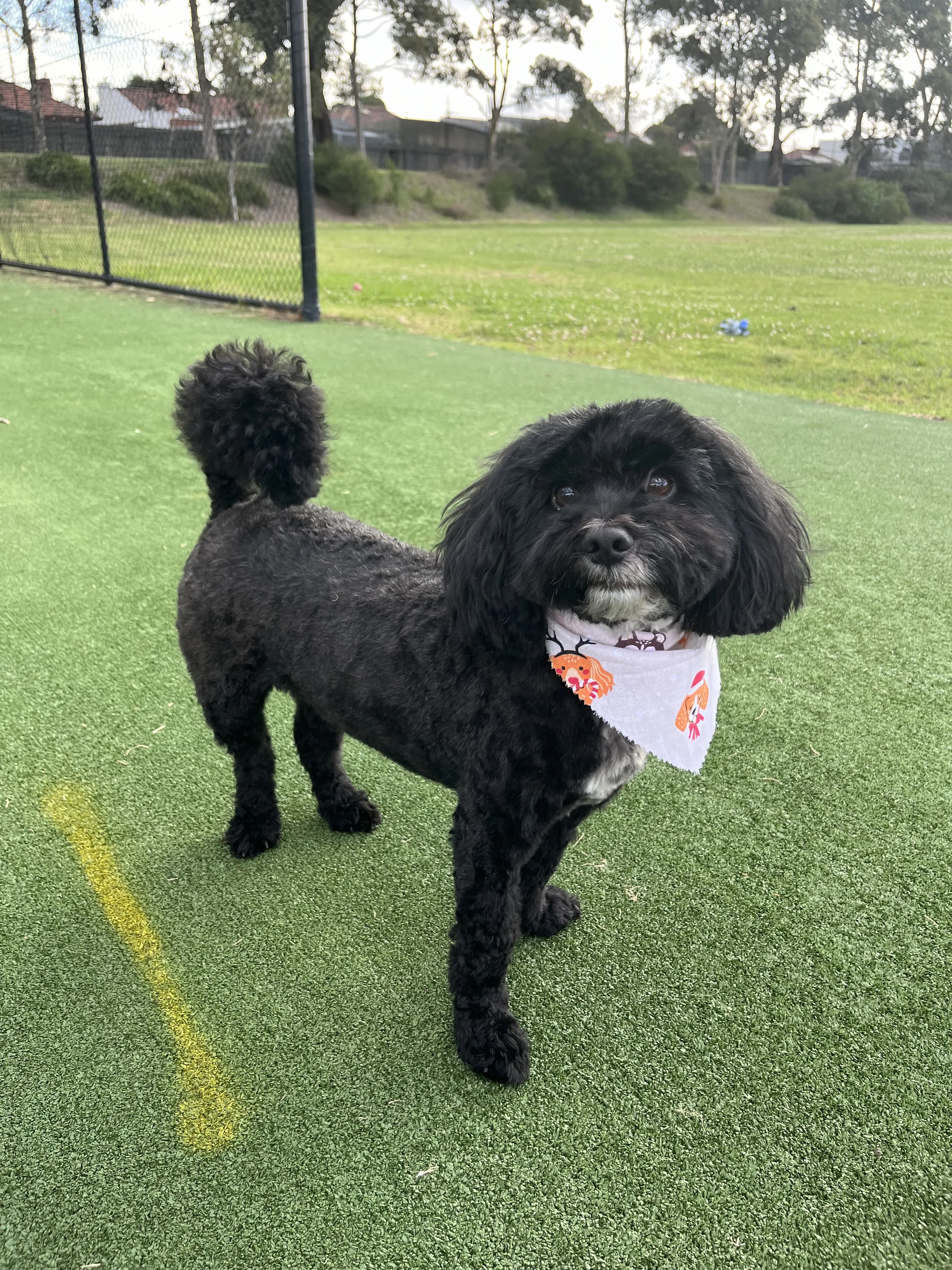 Freshly groomed black cavoodle on turf with reindeer bandana