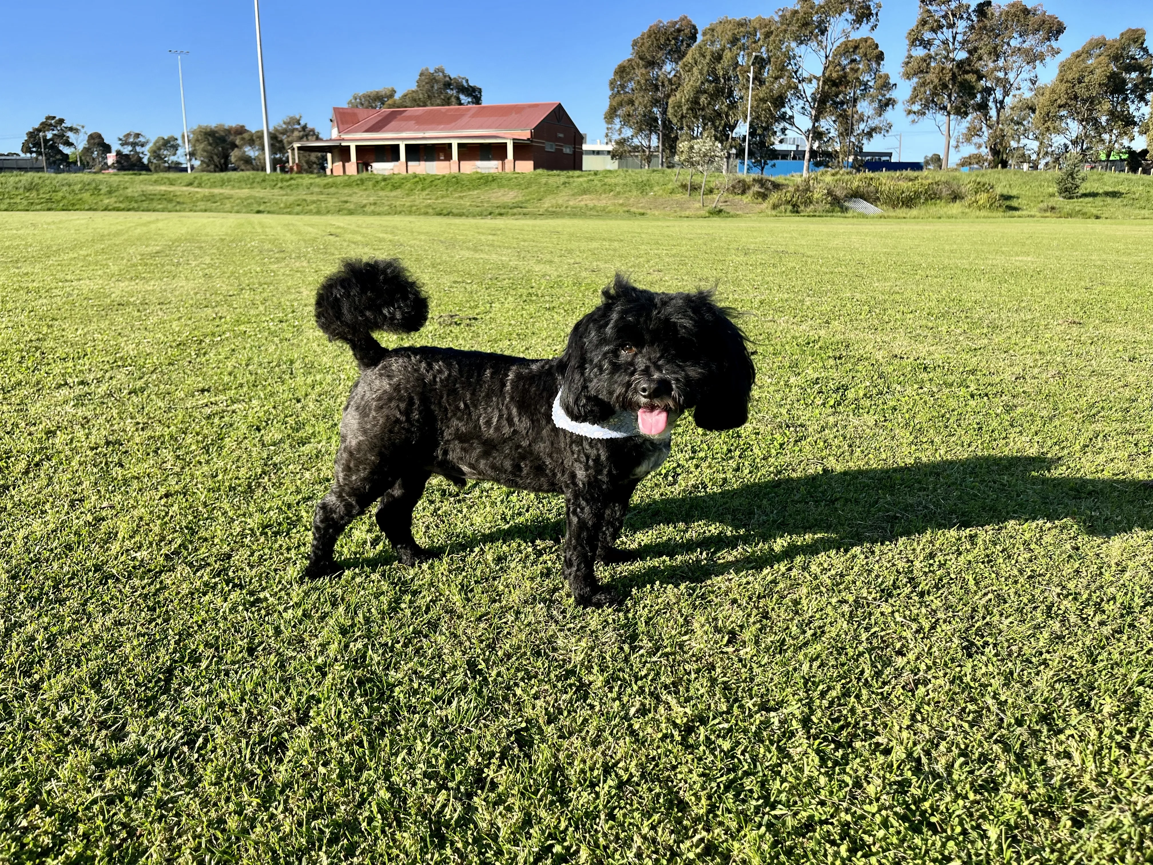 Freshly groomed dog at Hamlet Hounds — the result of welfare-first professional grooming in Thornbury