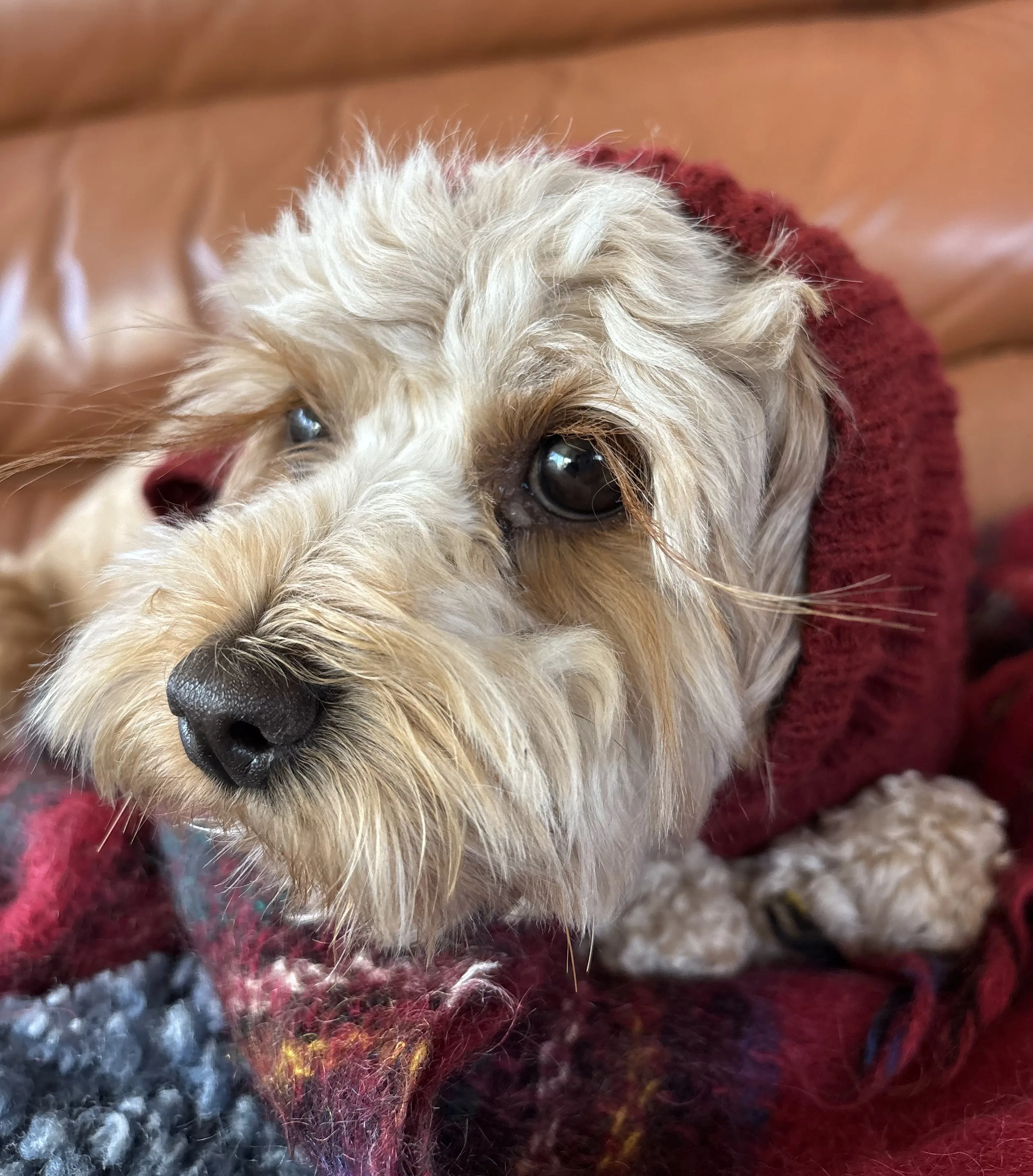 Freshly groomed cream schnoodle wrapped in a red tartan blanket on a tan leather couch