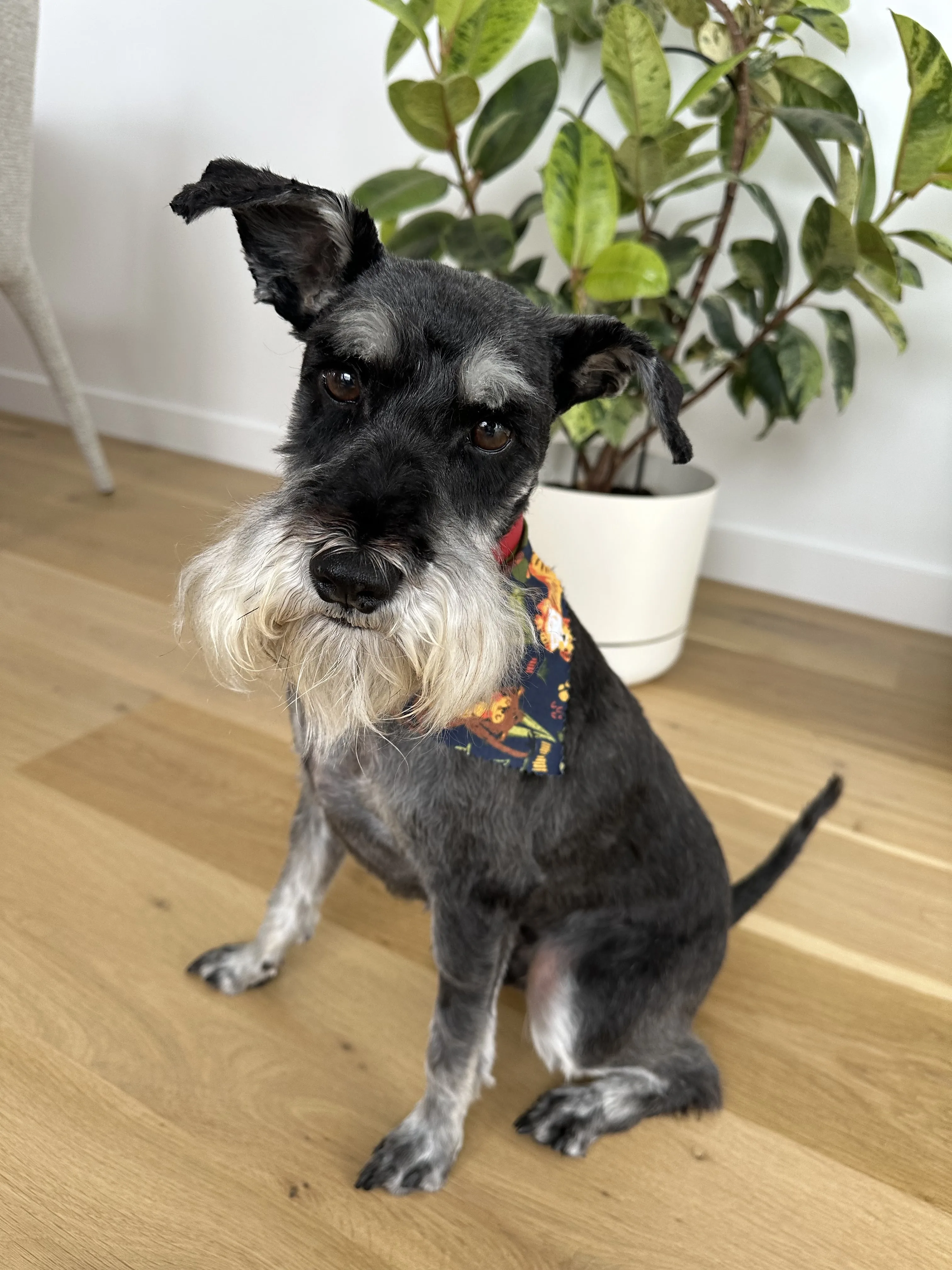 Freshly groomed salt-and-pepper miniature schnauzer with navy bandana by a pot plant